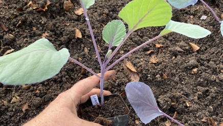 Lektion 4 afhærdning og udplantning.jpg