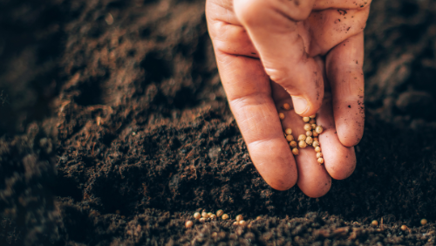 Lektion 6 gensåning.png