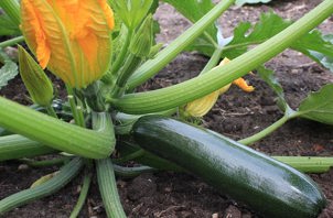 squash-black-beauty-1352.jpg