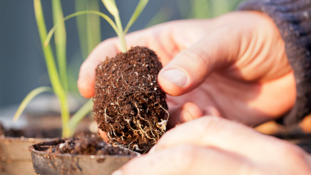 Lektion 3 plante om og gødning.jpg