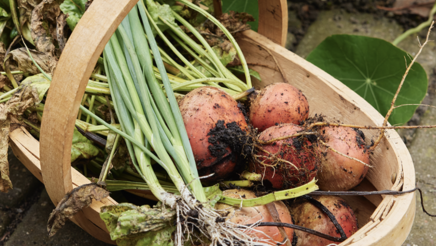 Kurv med høst fra køkkenhaven.png