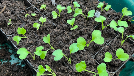 Lektion 8 vinterdyrkning eller luk ned.png