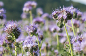 intro-honningurt-flickr-maja-dumat.jpg
