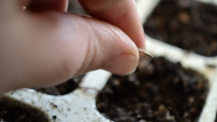 Så frøet. Foto Liv Meinert