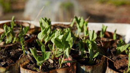 Lektion 2 forkultivering.jpg