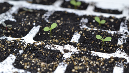 Forkultivering et frø i hvert rum